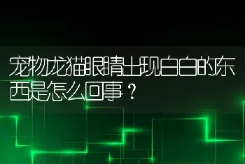 宠物龙猫眼睛出现白白的东西是怎么回事？