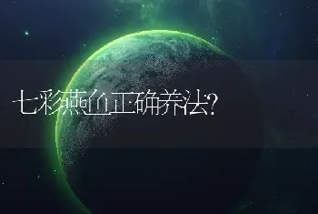 七彩燕鱼正确养法？