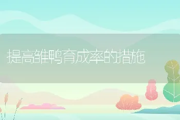 提高雏鸭育成率的措施