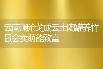 云南澜沧戈成云土陶罐养竹鼠会卖萌能致富