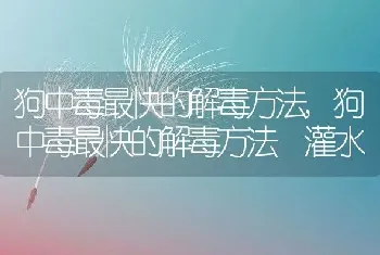 狗中毒最快的解毒方法，狗中毒最快的解毒方法 灌水