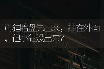 母猫胎盘先出来，挂在外面，但小猫没出来？