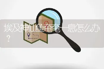 埃及神仙鱼奄奄一息怎么办？