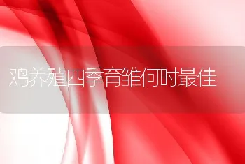 鸡养殖四季育雏何时最佳