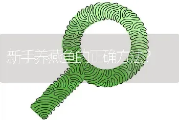 新手养燕鱼的正确方法？