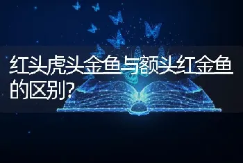 红头虎头金鱼与额头红金鱼的区别？