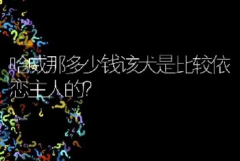 哈威那多少钱该犬是比较依恋主人的？