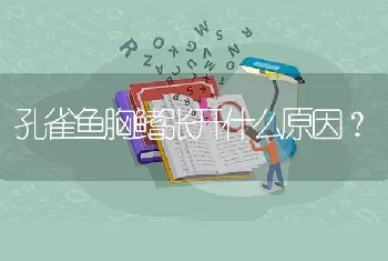 孔雀鱼胸鳍张开什么原因？