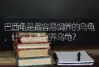 巴西龟是最容易饲养的乌龟，什么人适宜养乌龟？