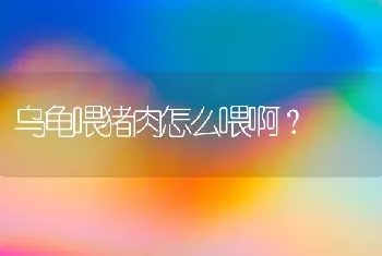 一岁的布偶猫一天睡多长时间？