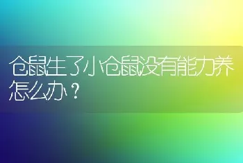 仓鼠生了小仓鼠没有能力养怎么办？