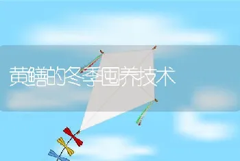 黄鳝的冬季囤养技术