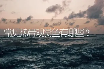 常见热带观赏鱼有哪些？