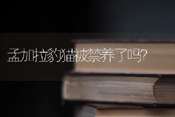 小猫的肚子里有一块像骨头一样的硬东西是怎么回事？