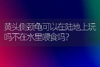 黄头侧颈龟可以在陆地上玩吗不在水里喂食吗？