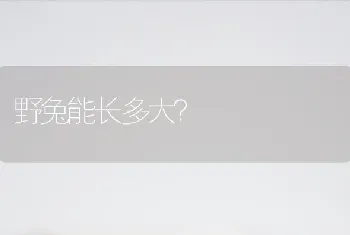 野兔能长多大？