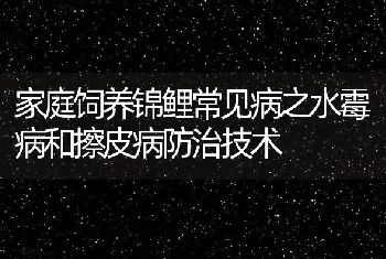 家庭饲养锦鲤常见病之水霉病和擦皮病防治技术