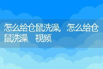 怎么给仓鼠洗澡，怎么给仓鼠洗澡 视频