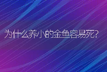 请问孔雀鱼幼苗喂养注意事项，谢谢？