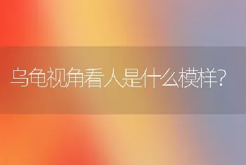 乌龟视角看人是什么模样？