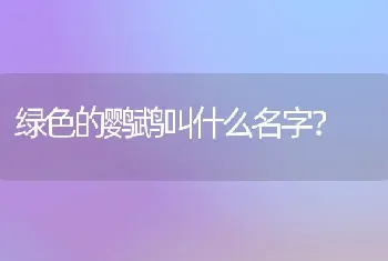 绿色的鹦鹉叫什么名字？