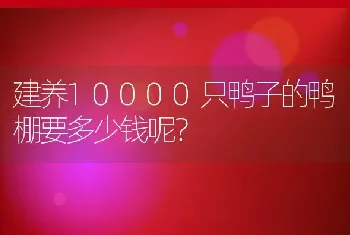 建养10000只鸭子的鸭棚要多少钱呢？