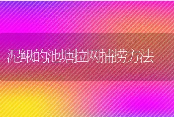 泥鳅的池塘拉网捕捞方法