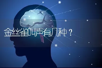 金丝雀叫声有几种？