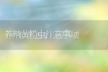 养殖黄粉虫注意事项