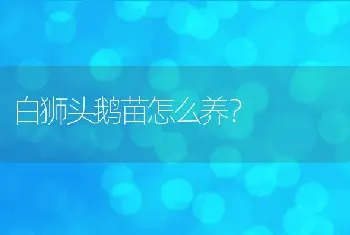 白狮头鹅苗怎么养？