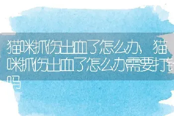 猫咪抓伤出血了怎么办，猫咪抓伤出血了怎么办需要打针吗