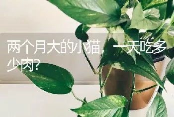 两个月大的小猫，一天吃多少肉？