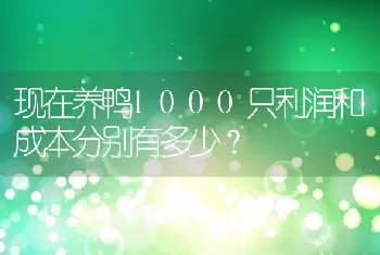 现在养鸭1000只利润和成本分别有多少？