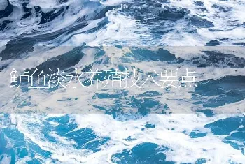 鲈鱼淡水养殖技术要点