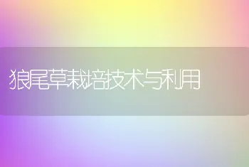 鳜鱼养殖时剑水蚤防治技术