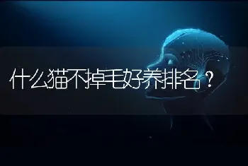 什么猫不掉毛好养排名？