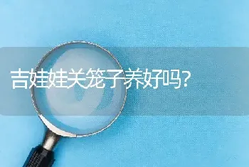 吉娃娃关笼子养好吗？