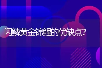 闪鳞黄金锦鲤的优缺点？