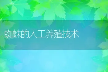 蜘蛛的人工养殖技术