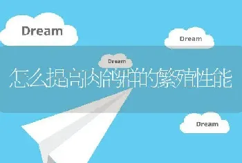 怎么提高肉鸽群的繁殖性能