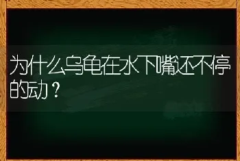 为什么乌龟在水下嘴还不停的动？