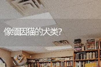 像缅因猫的犬类？