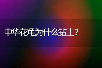 中华花龟为什么钻土？