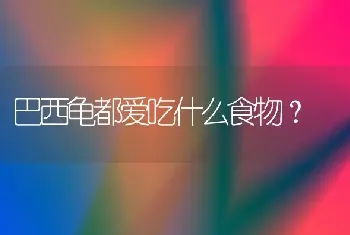 巴西龟都爱吃什么食物？