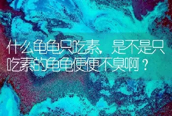 什么龟龟只吃素，是不是只吃素的龟龟便便不臭啊？