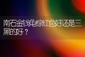 南石金钱龟棕红色好还是三黑的好？