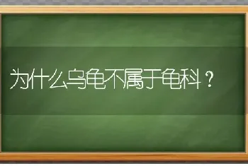 为什么乌龟不属于龟科？