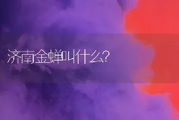 济南金蝉叫什么？