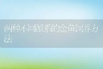 两种不同派系的金鱼饲养方法