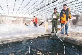 水产大户养锦鲤